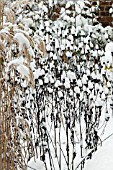 SNOW ON SEEDHEADS OF RUDBECKIA FULGIDA VAR. SULLIVANTII GOLDSTURM AND SEEDHEADS OF MISCANTHUS SINENSIS FERNER OSTEN AND FLAMINGO ,