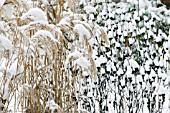 SNOW ON SEEDHEADS OF RUDBECKIA FULGIDA VAR. SULLIVANTII GOLDSTURM AND SEEDHEADS OF MISCANTHUS SINENSIS FERNER OSTEN AND FLAMINGO ,