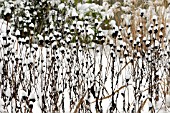 SNOW ON SEEDHEADS OF RUDBECKIA FULGIDA VAR. SULLIVANTII GOLDSTURM AND SEEDHEADS OF MISCANTHUS SINENSIS FERNER OSTEN AND FLAMINGO ,