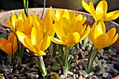 CROCUS YELLOW GIANT