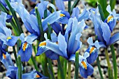 IRIS RETICULATA CANTAB