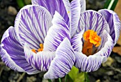 CROCUS VERNUS PICKWICK