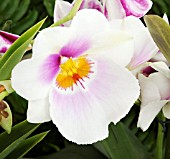 MILTONIOPSIS ORCHID