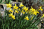 NARCISSUS LITTLE WITCH
