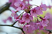 PRUNUS KURSAR