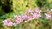 PRUNUS KURSAR