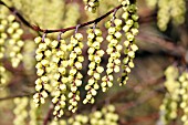 STACHYURUS CHINENSIS