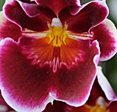 MILTONIOPSIS