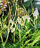 BRASSIA REX