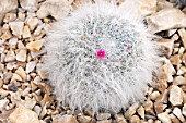 MAMMILLARIA HAHNIANA