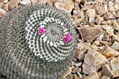 MAMMILLARIA CHIONOCEPHALA