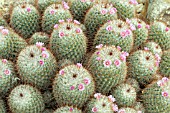 MAMMILLARIA BOMBYCINA