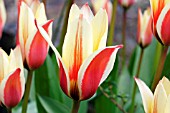 TULIPA GREIGII QUEEN INGRID