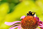 WHITE-TAILED BUMBLEBEE ON ECHINACEA PURPUREA MAGNUS