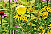 RUDBECKIA FULGIDA VAR. SULLIVANTII GOLDSTURM WITH ECHINACEA PURPUREA MAGNUS AND OENOTHERA BIENNIS