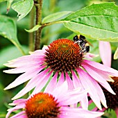 WHITE-TAILED BUMBLEBEE (BOMBUS LUCORUM) ON ECHINACEA PURPUREA MAGNUS