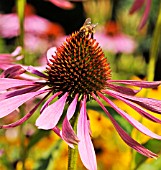 BEE ON ECHINACEA PURPUREA MAGNUS