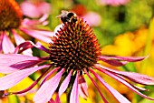 BEE ON ECHINACEA PURPUREA MAGNUS