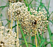 SEEDHEADS OF ALLIUM PURPLE SENSATION