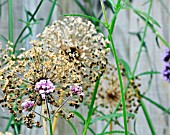 SEEDHEADS OF ALLIUM PURPLE SENSATION