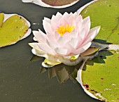 NYMPHAEA DARWIN