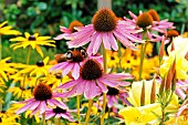 OENOTHERA BIENNIS WITH ECHINACEA PURPUREA MAGNUS