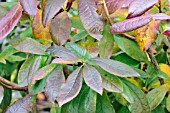 RHODODENDRON LUTEUM GOLDEN EAGLE