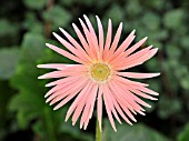 GERBERA JAMESONII