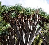 DRAGON TREES (DRACAENA DRACO)