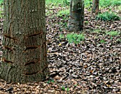 FRILL GIRDLING OF POPLAR TREES