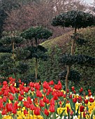 PHILLYREA LATIFOLIA NIWAKI, UNDERPLANTED WITH TULIPA