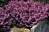 ERICA CARNEA PINK SPANGLES,  HEATHER,  WINTER HEATH,  WHOLE PLANT,  PINK FLOWERS,  ERICACEAE