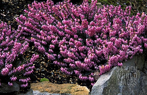 ERICA_CARNEA_PINK_SPANGLES__HEATHER__WINTER_HEATH__WHOLE_PLANT__PINK_FLOWERS__ERICACEAE