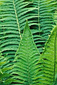 MATTEUCCIA STRUTHIOPTERIS,  FERN,  OSTRICH FERN,  DRYOPTERIDACEAE,  CLOSE UP