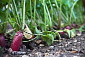 RAPHANUS SATIVUS, RADISH