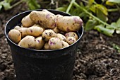 FRESHLY HARVESTED POTATOES KESTREL