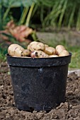 FRESHLY HARVESTED POTATOES