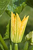 CUCURBITA PEPO, COURGETTE FLOWER