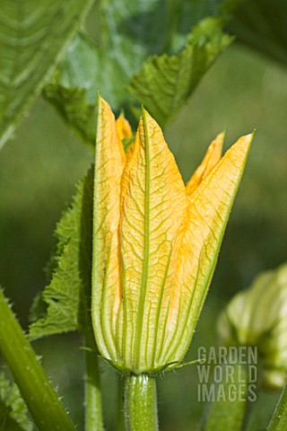 CUCURBITA_PEPO_COURGETTE_FLOWER