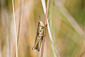 GRASSHOPPER