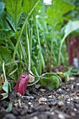 RAPHANUS SATIVUS, RADISH