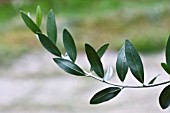 OLEA EUROPAEA, OLIVE