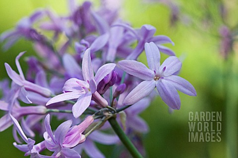 AGAPANTHUS