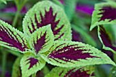 SOLENOSTEMON SCUTELLARIOIDES, COLEUS