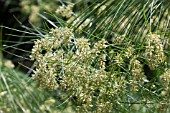 CYPERUS PAPYRUS, SEDGE WEED, PAPER REED