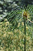 CYPERUS PAPYRUS, SEDGE WEED, PAPER REED