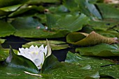 NYMPHAEA ALBA, WATER LILY