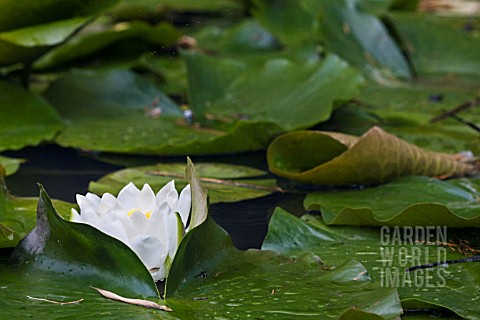 NYMPHAEA_ALBA_WATER_LILY