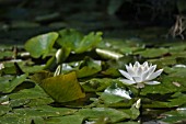 NYMPHAEA ALBA, WATER LILY