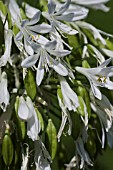 ORNITHOGALUM, STAR OF BETHLEHEM